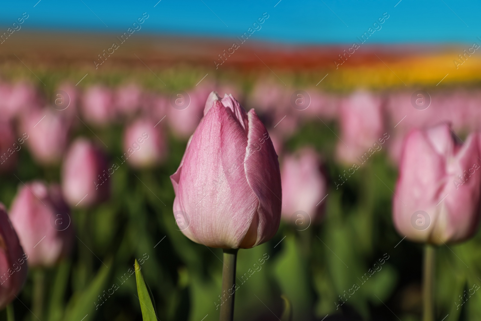 Photo of Blossoming tulips in field on sunny day, closeup