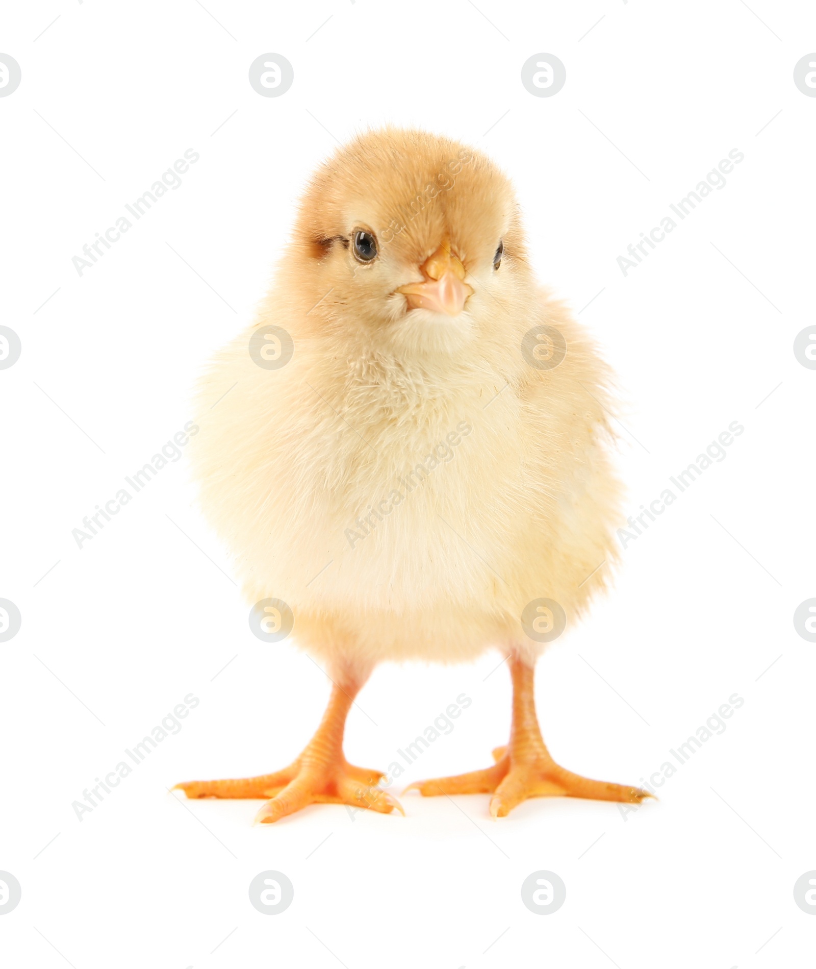 Photo of One cute chick isolated on white. Baby animal