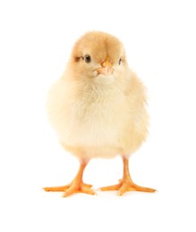 Photo of One cute chick isolated on white. Baby animal