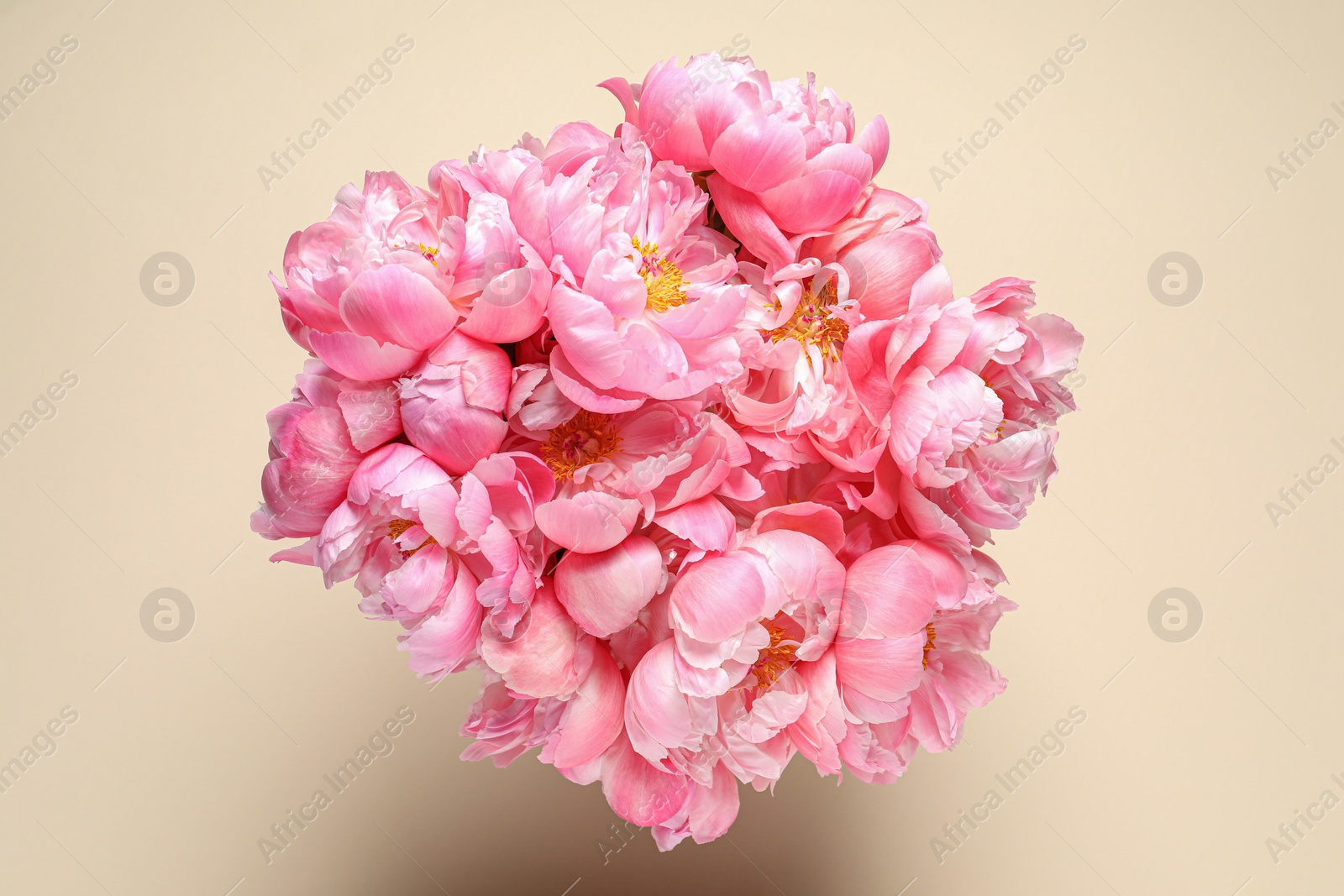 Photo of Bunch of beautiful peonies on beige background, top view