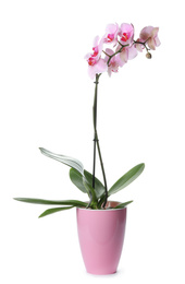 Beautiful potted Phalaenopsis orchid isolated on white