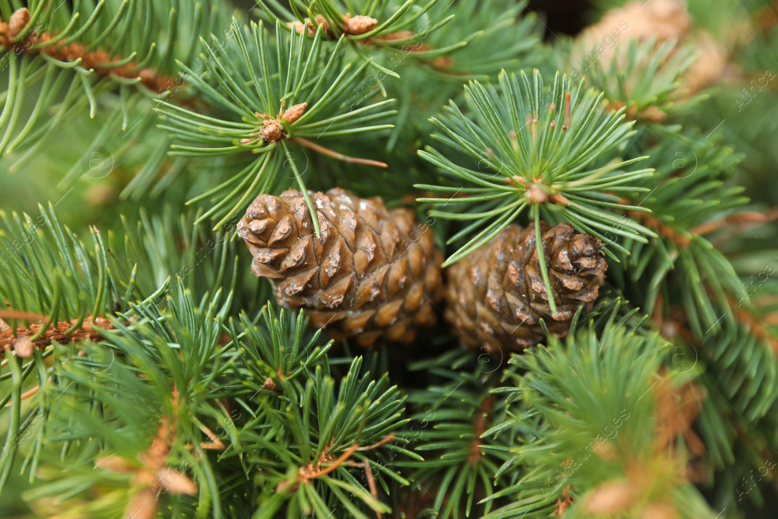 Photo of Cones growing on fir branch outdoors, closeup