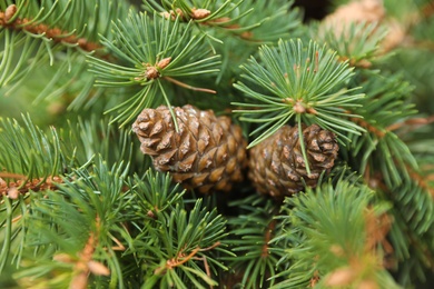 Photo of Cones growing on fir branch outdoors, closeup