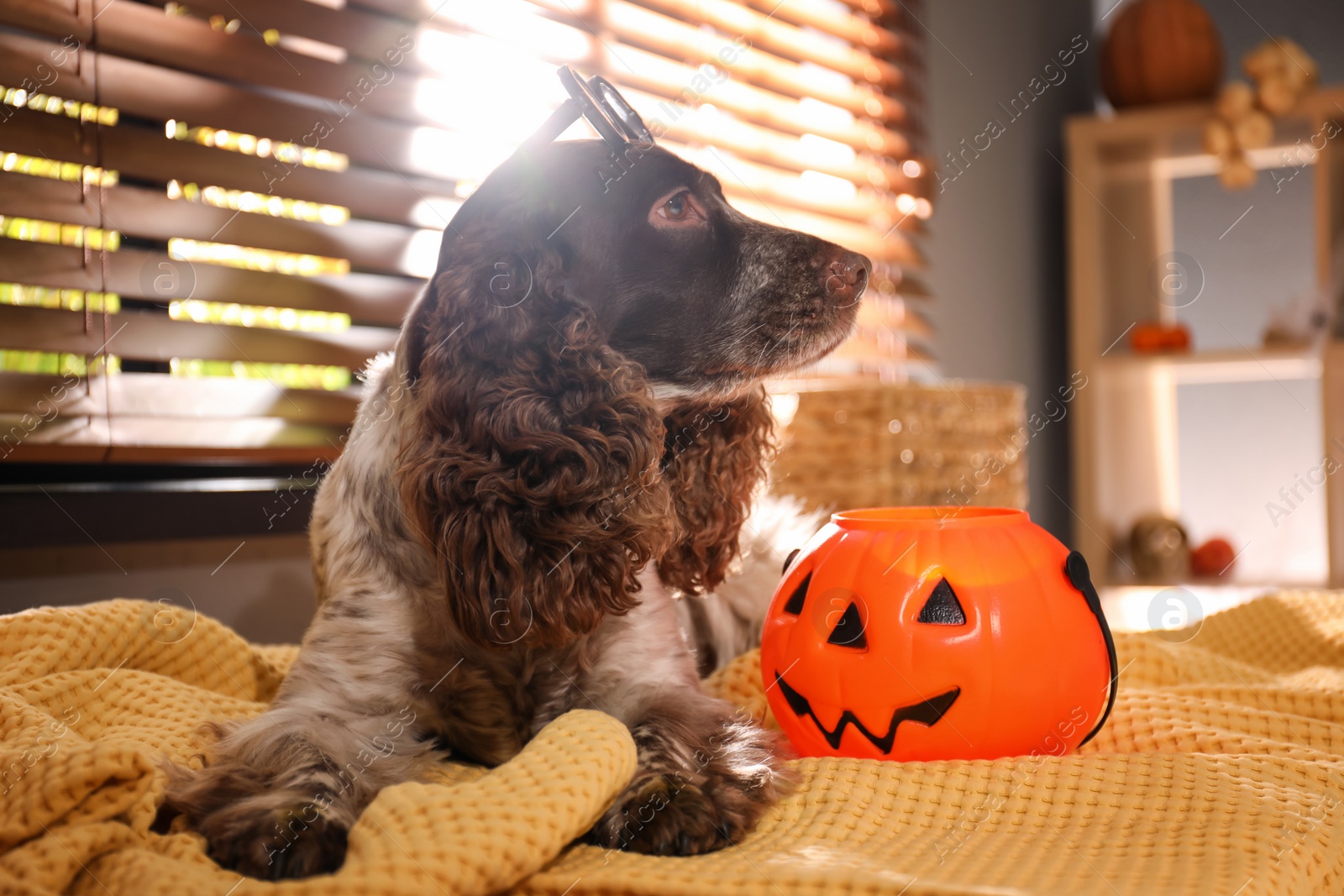 Photo of Adorable English Cocker Spaniel with Halloween trick or treat bucket on blanket indoors