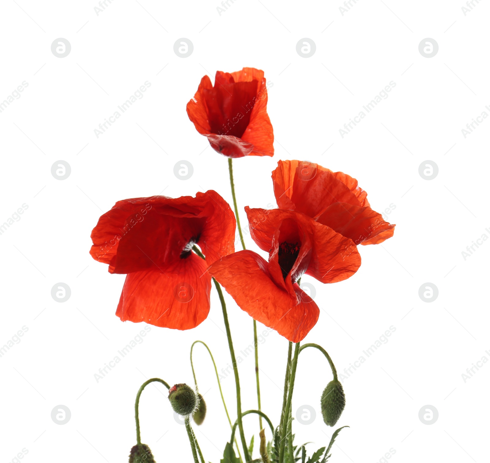 Photo of Beautiful red poppy flowers isolated on white