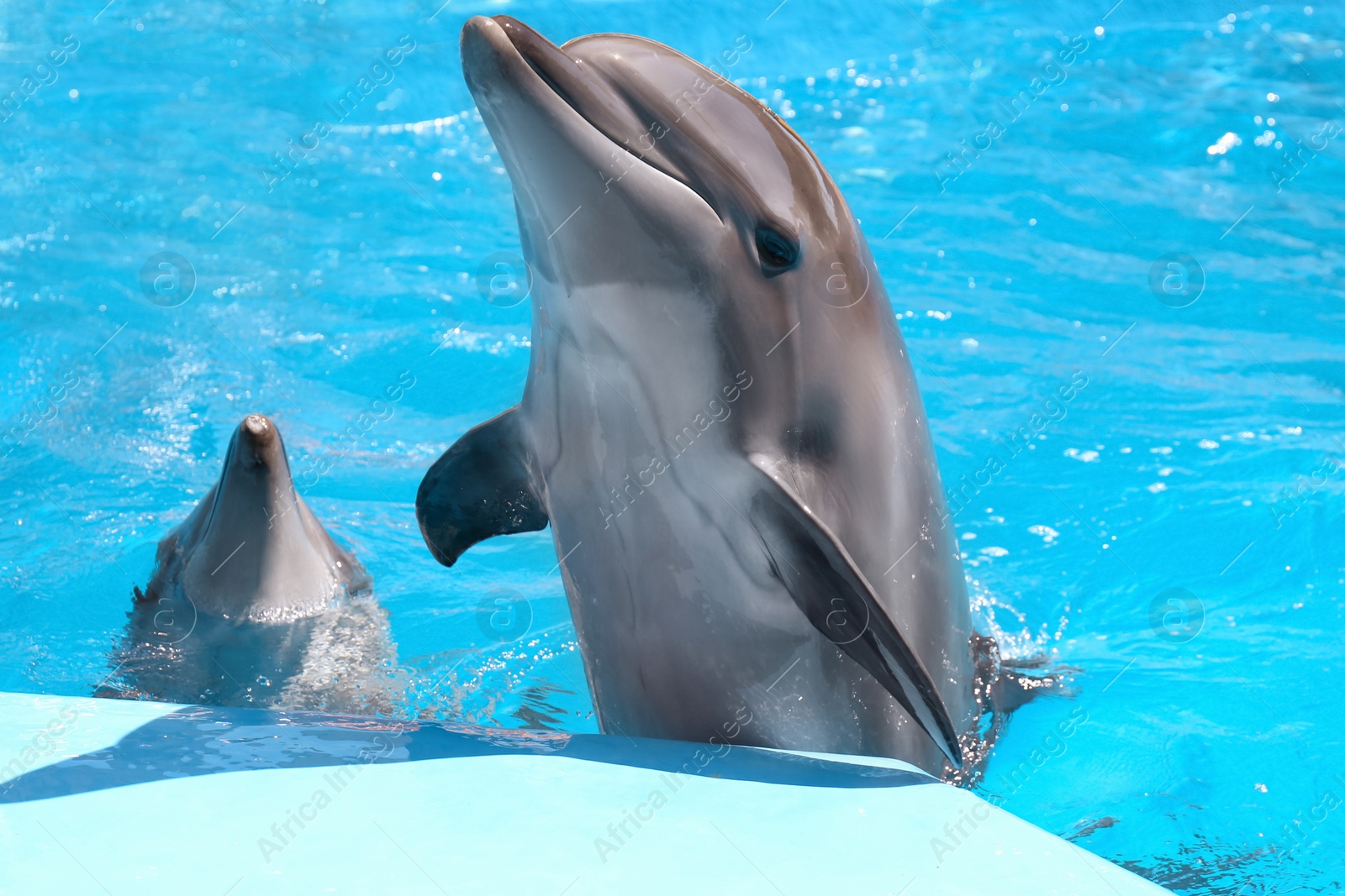 Photo of Dolphins in pool at marine mammal park