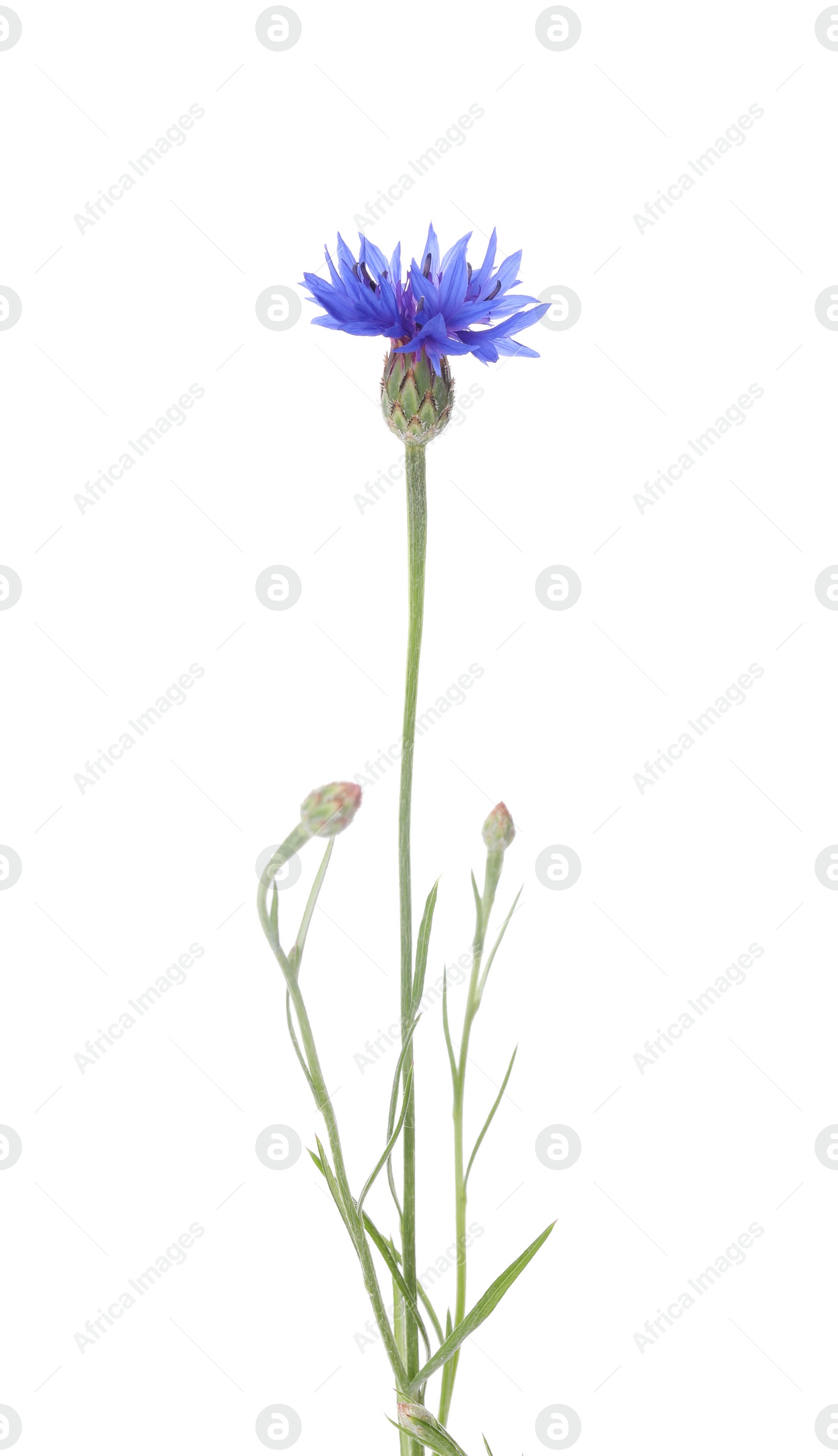 Photo of Beautiful light blue cornflower plant isolated on white