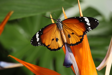 Beautiful painted lady butterfly on flower in garden