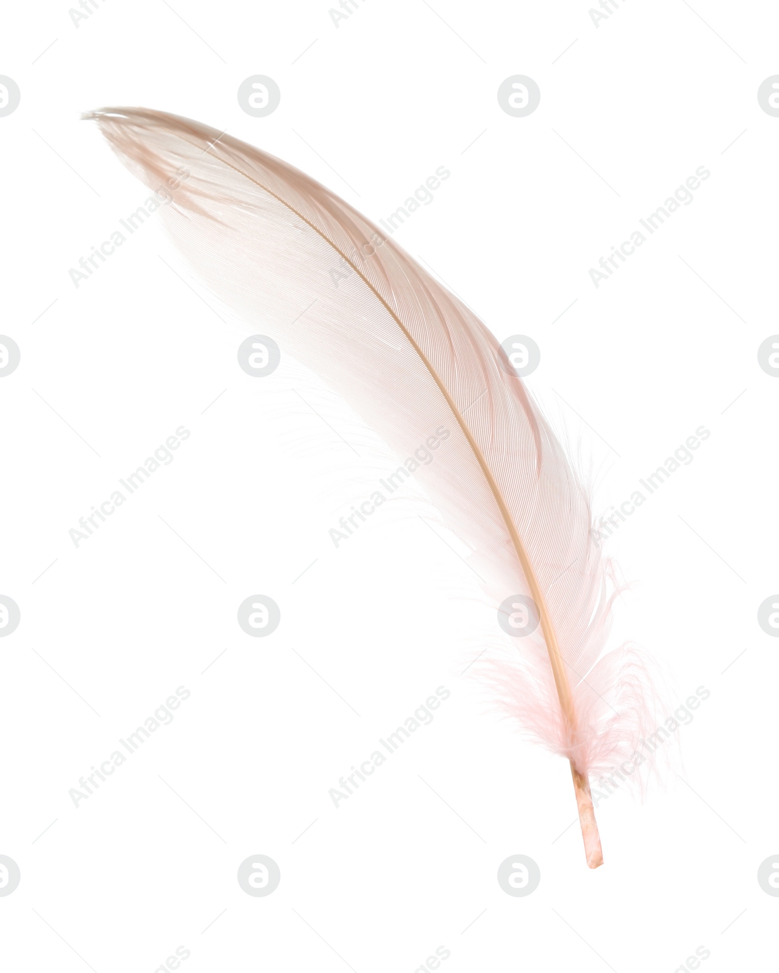 Photo of Fluffy beautiful beige feather isolated on white