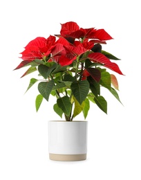 Beautiful poinsettia (traditional Christmas flower) in pot on white background