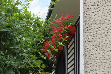 Balcony decorated with beautiful potted red flowers