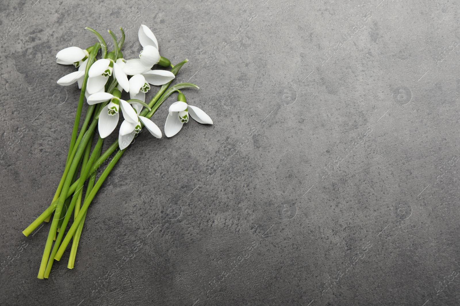 Photo of Beautiful snowdrops on grey table, flat lay. Space for text
