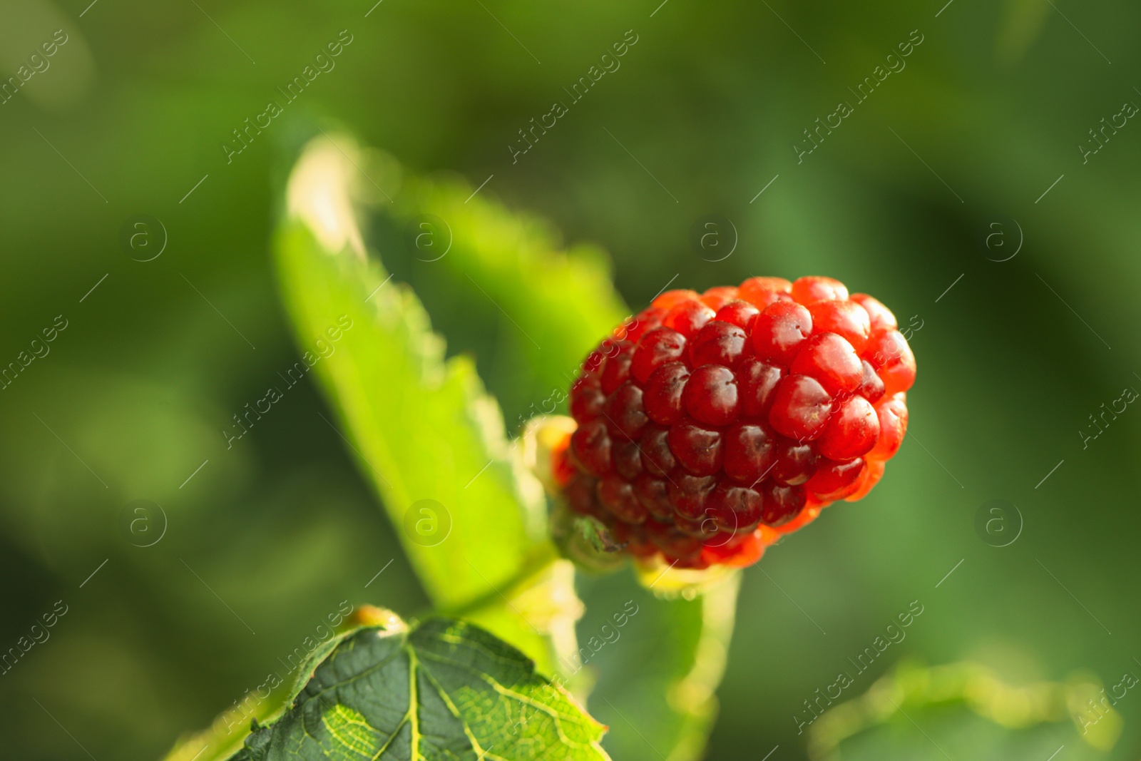 Photo of Blackberry bush with unripe berry in garden, closeup