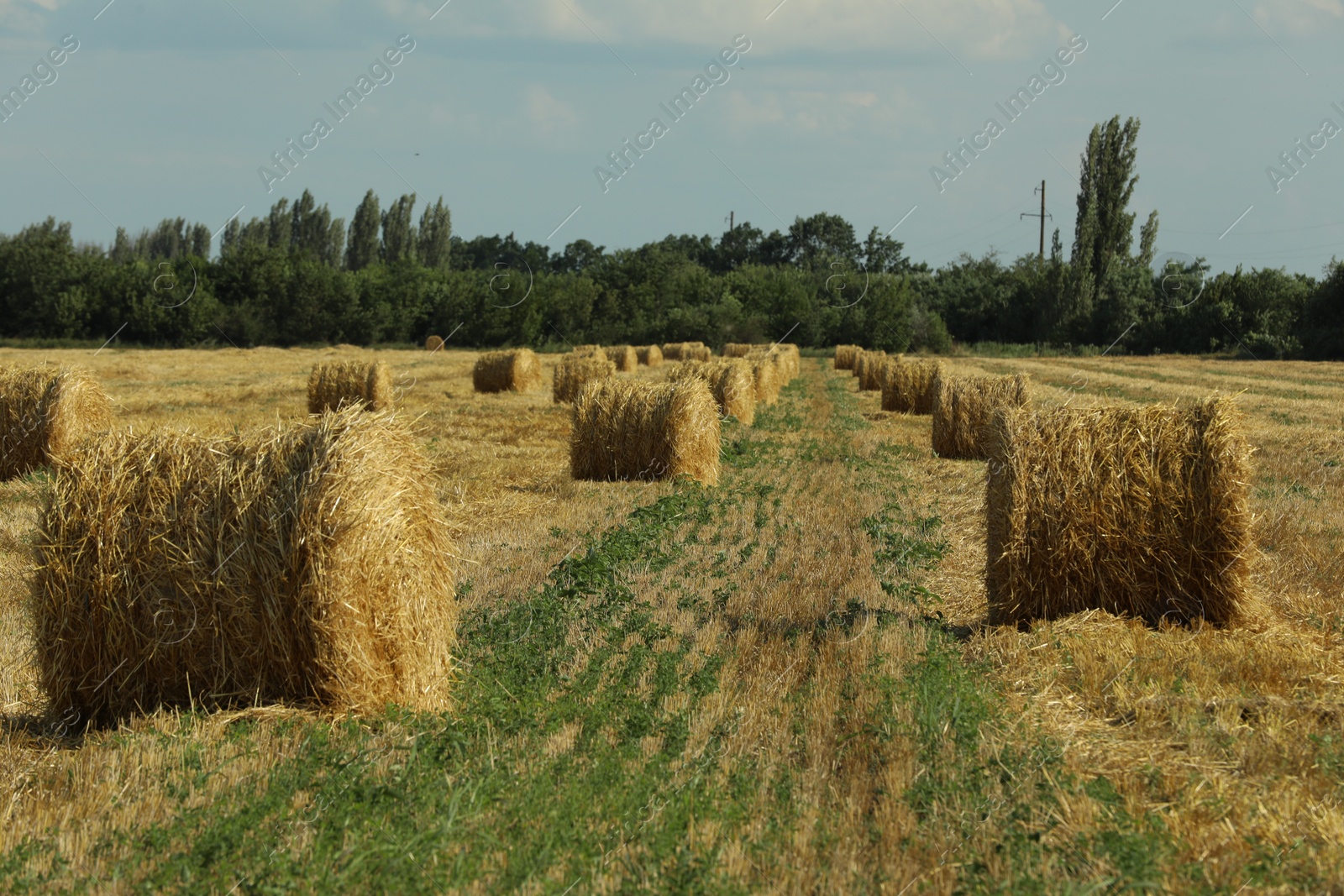 Photo of Beautiful view of agricultural field with hay bales