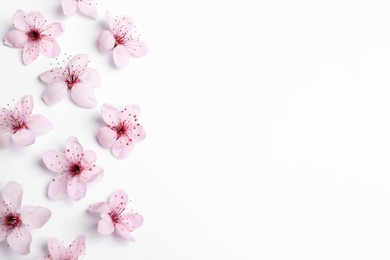 Beautiful pink cherry tree blossoms on white background, top view. Space for text