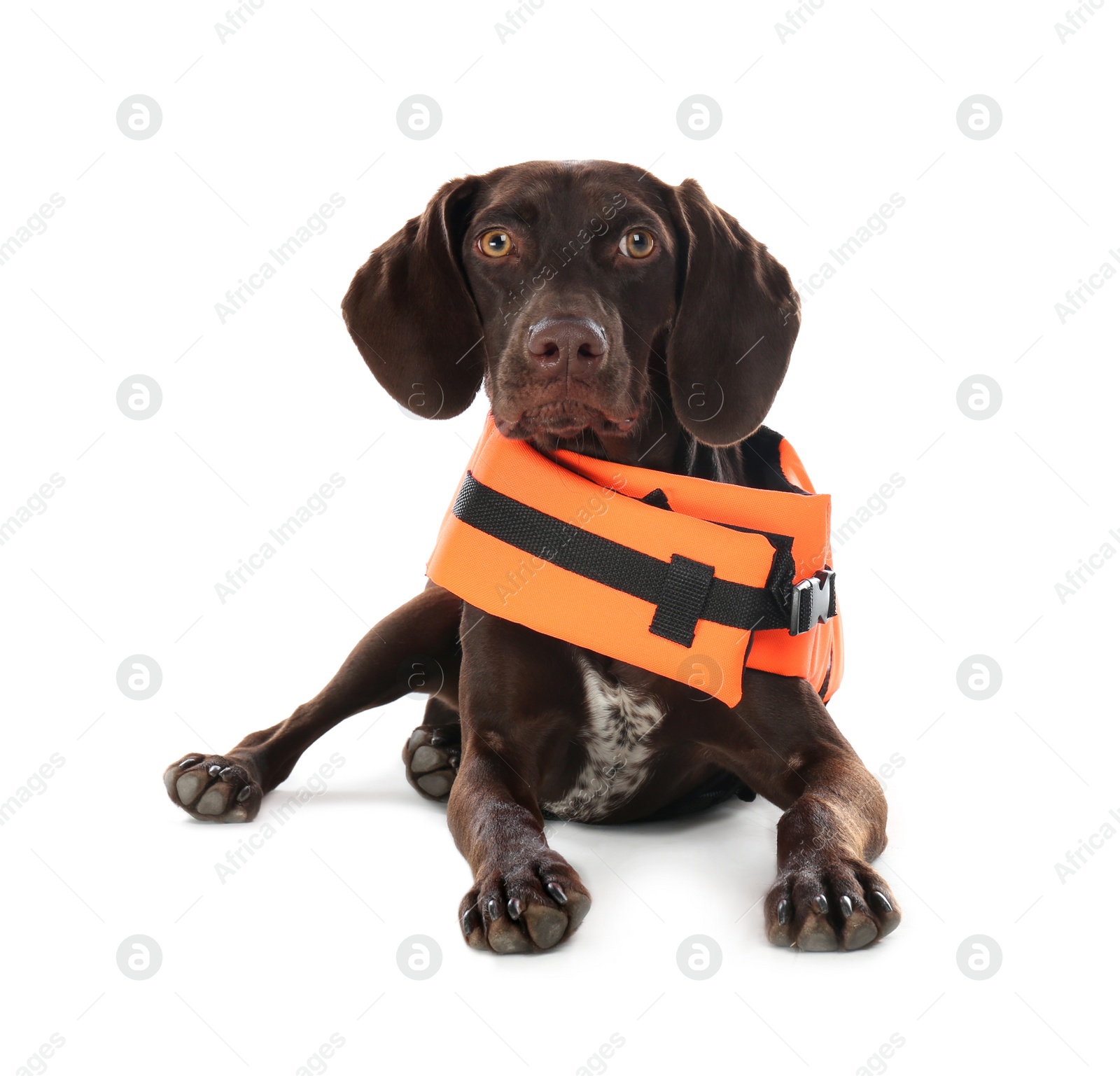 Photo of Dog rescuer in life vest on white background