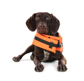 Dog rescuer in life vest on white background