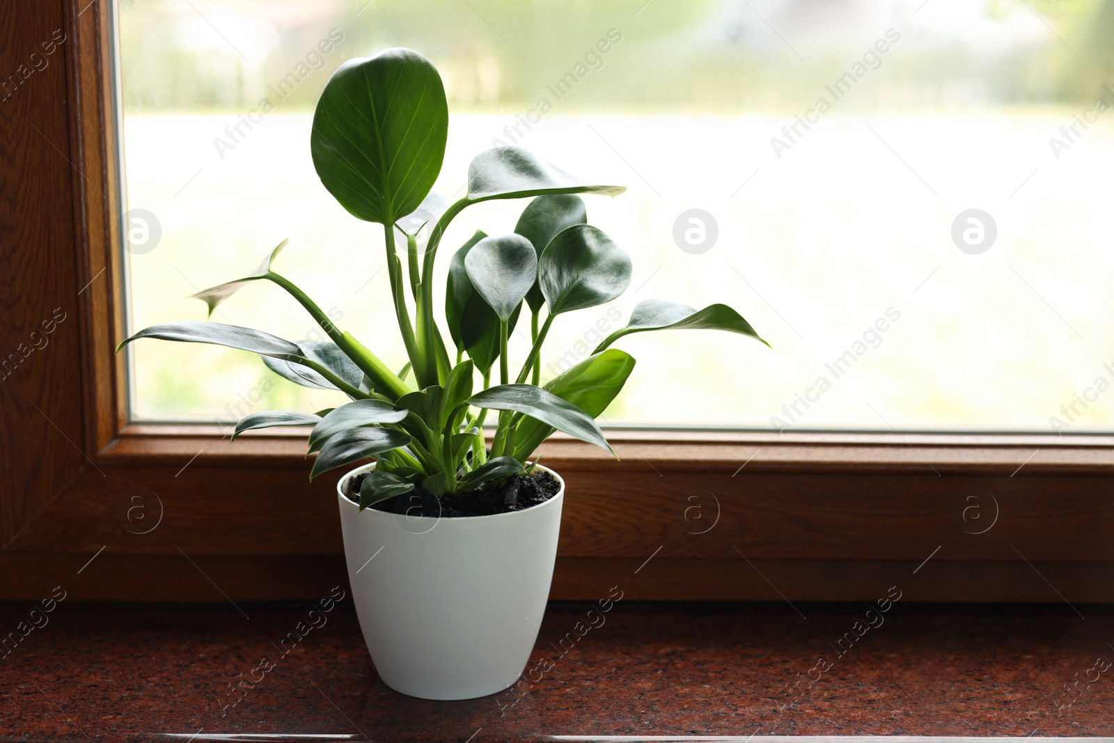 Photo of Beautiful green houseplant on window sill indoors, space for text