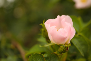 Photo of Closeup view of beautiful blooming briar rose bush outdoors. Space for text