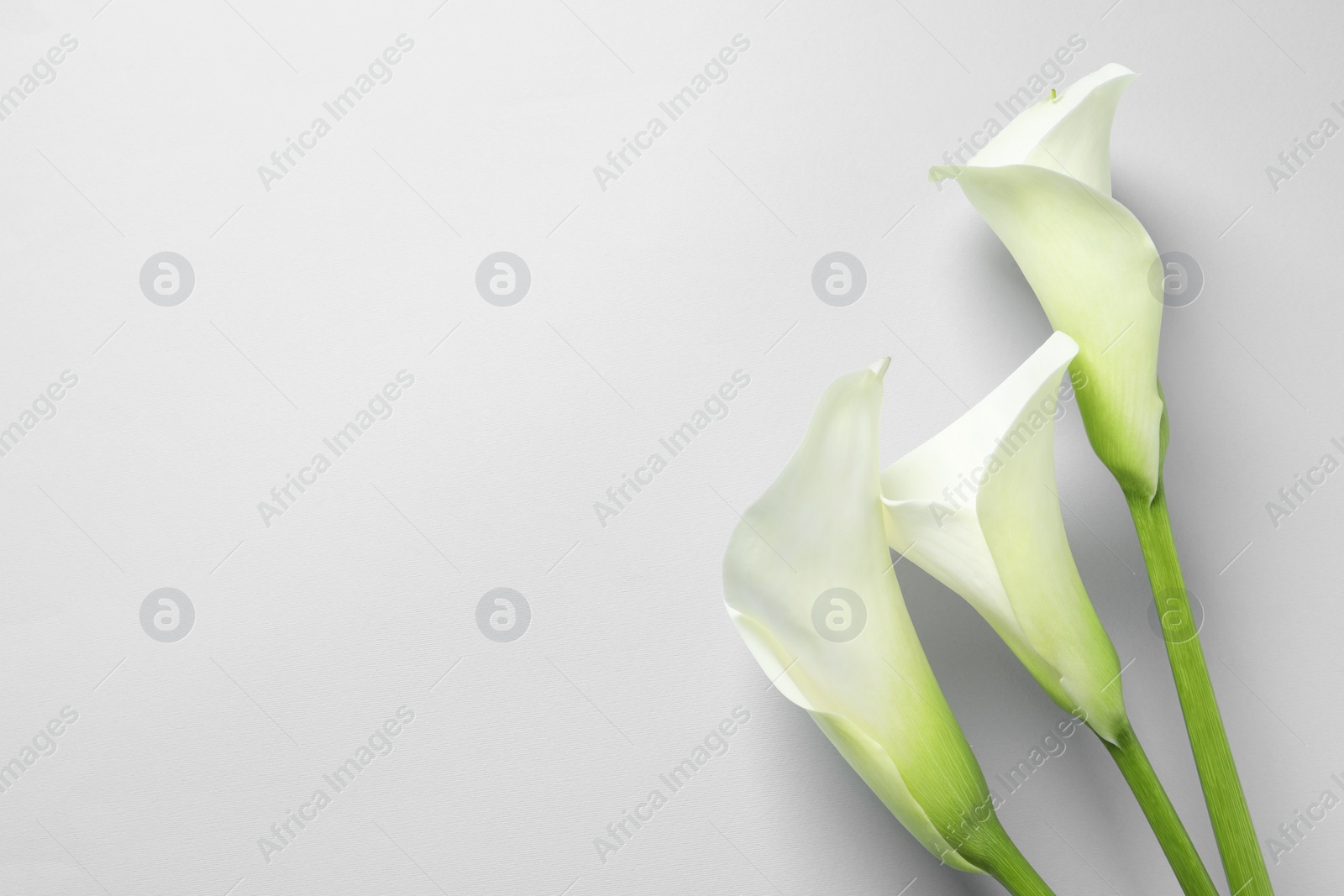 Photo of Beautiful calla lily flowers on white background, flat lay. Space for text