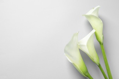 Photo of Beautiful calla lily flowers on white background, flat lay. Space for text