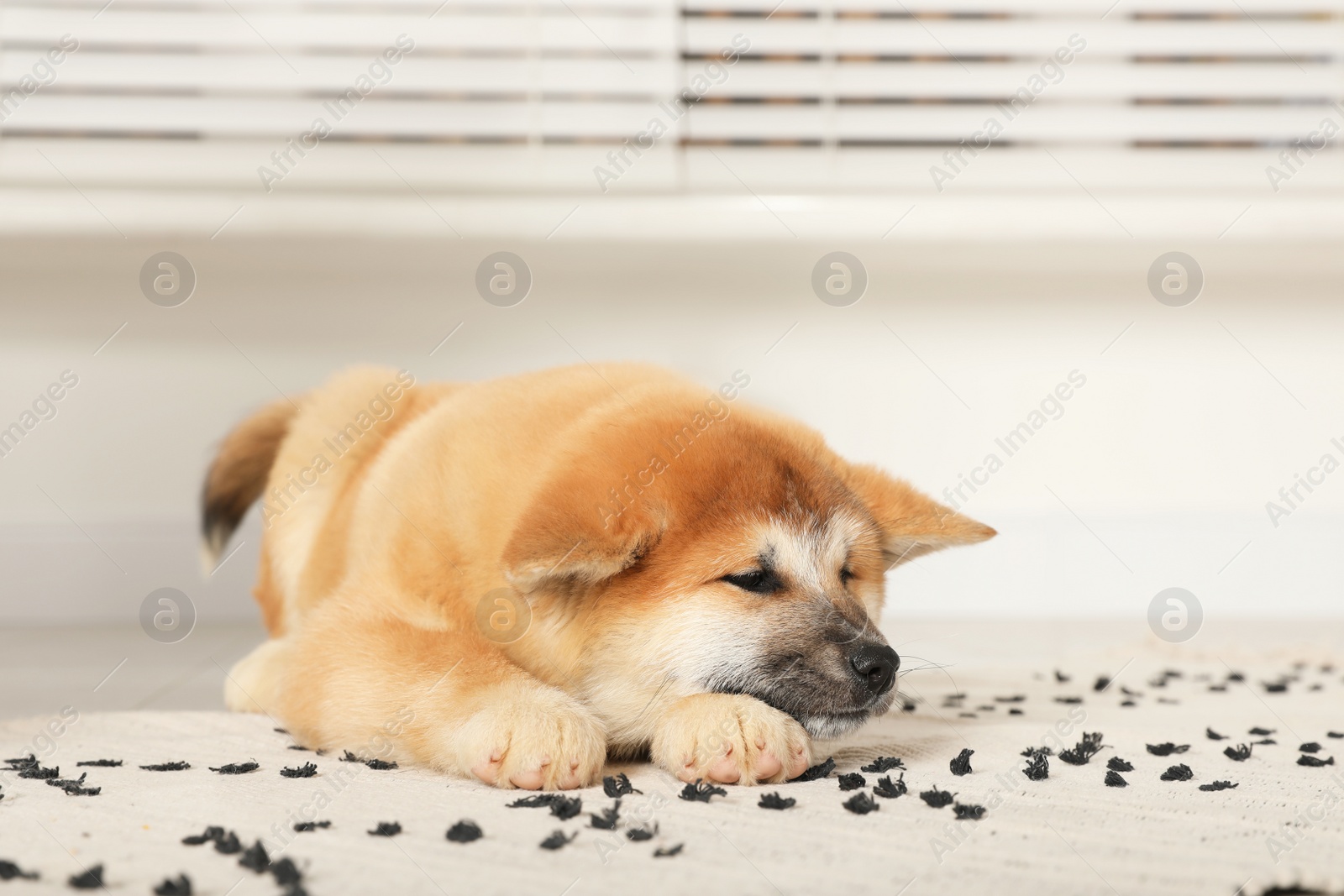 Photo of Cute Akita Inu puppy indoors. Baby animal