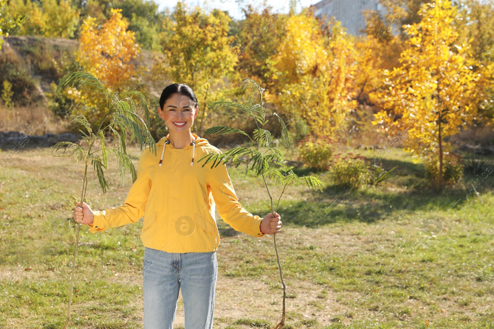 Photo of Mature woman with saplings in park on sunny day, space for text. Planting tree