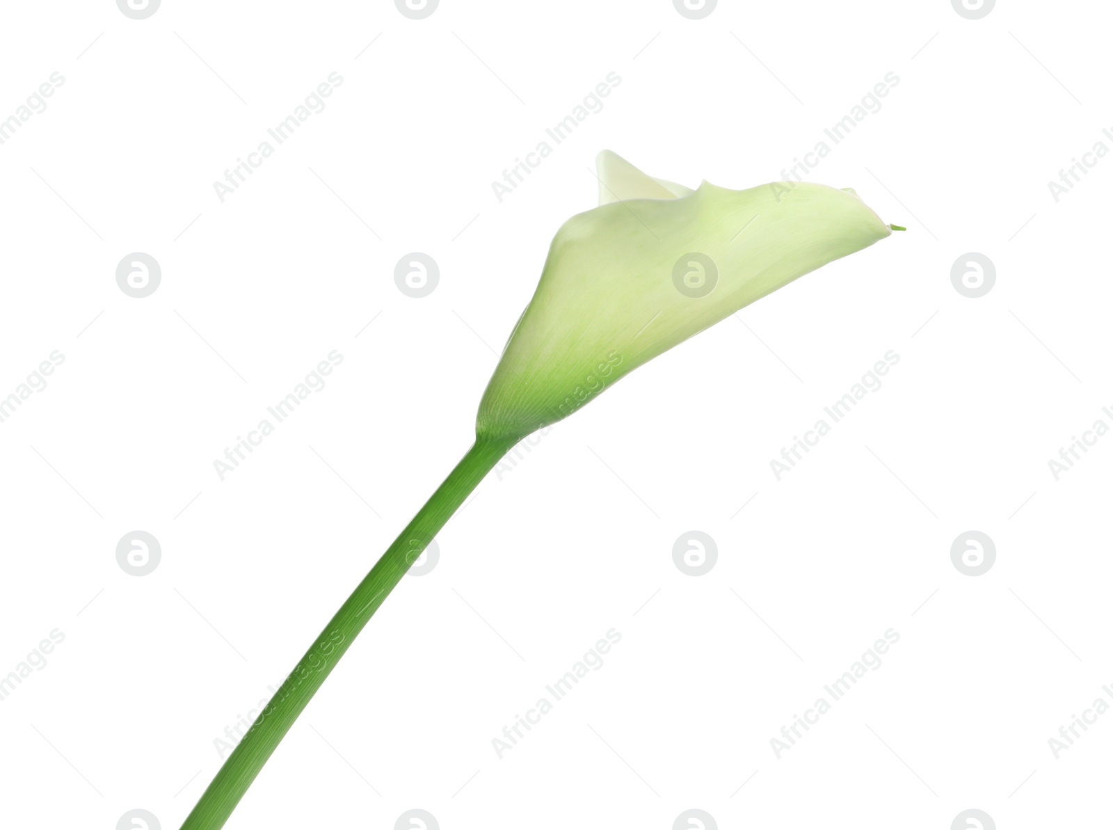 Photo of Beautiful calla lily flower on white background