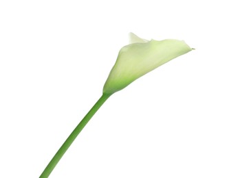 Photo of Beautiful calla lily flower on white background