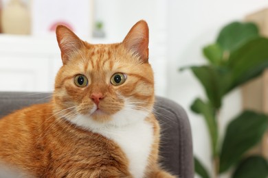 Photo of Cute ginger cat lying on armchair at home. Space for text