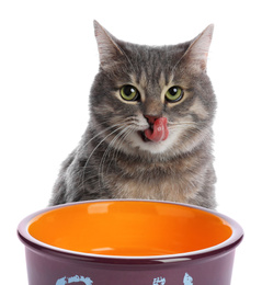 Image of Cute gray tabby cat and feeding bowl on white background. Lovely pet