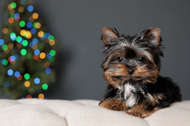 Photo of Cute Yorkshire terrier puppy and blurred Christmas tree on background, space for text. Happy dog