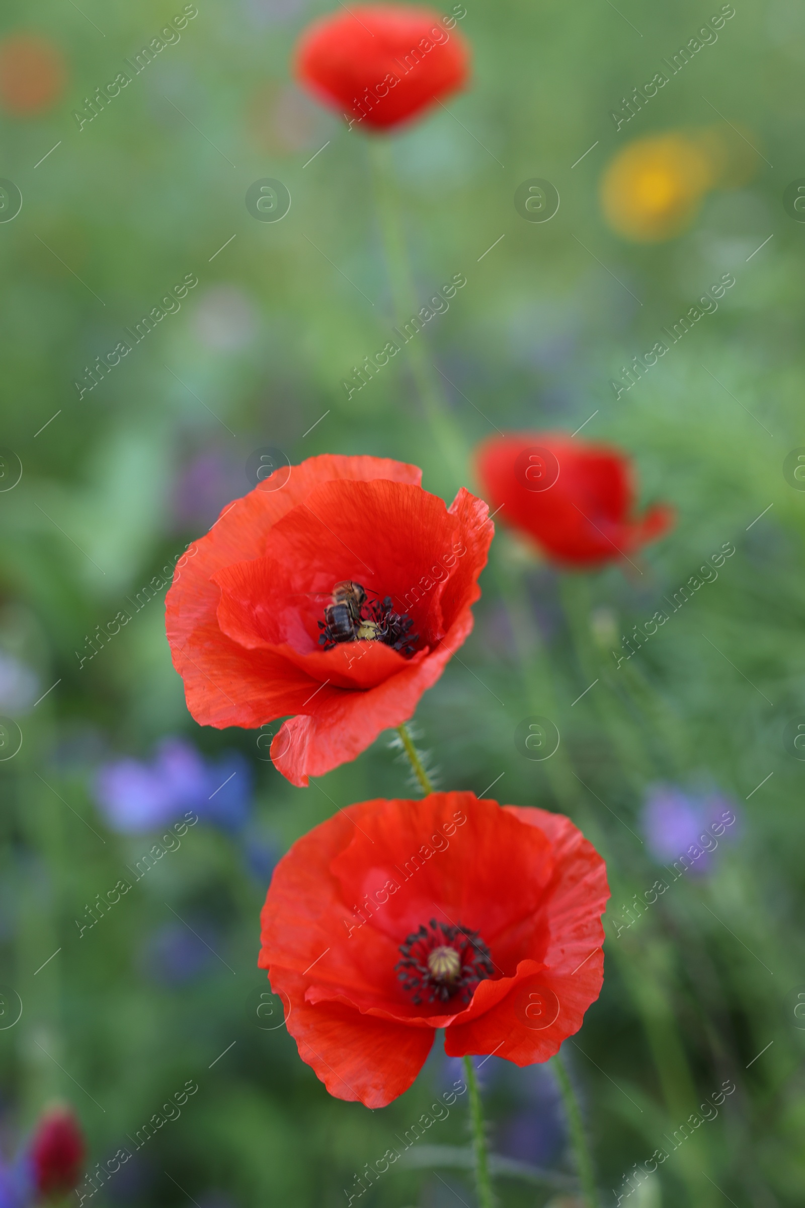 Photo of Beautiful red poppy flowers growing in field, closeup