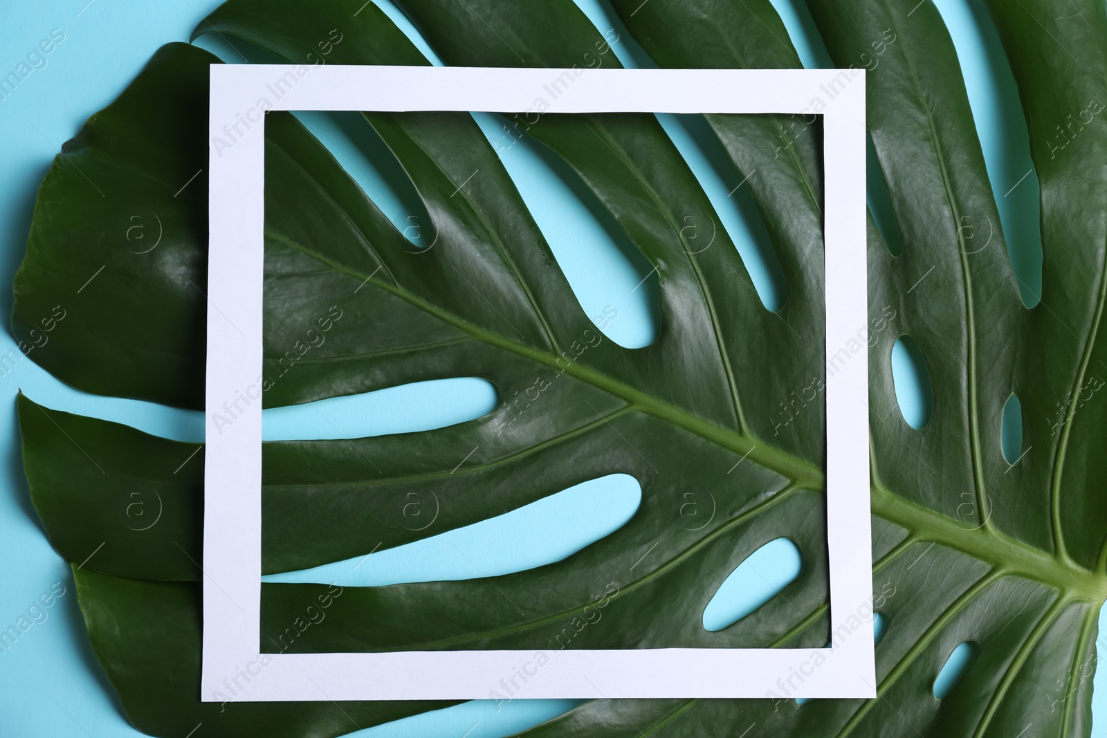 Photo of Square frame and tropical leaf on color background, top view