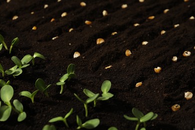 Photo of Corn seeds in fertile soil. Vegetables growing