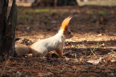 Photo of Cute red squirrel near tree in forest