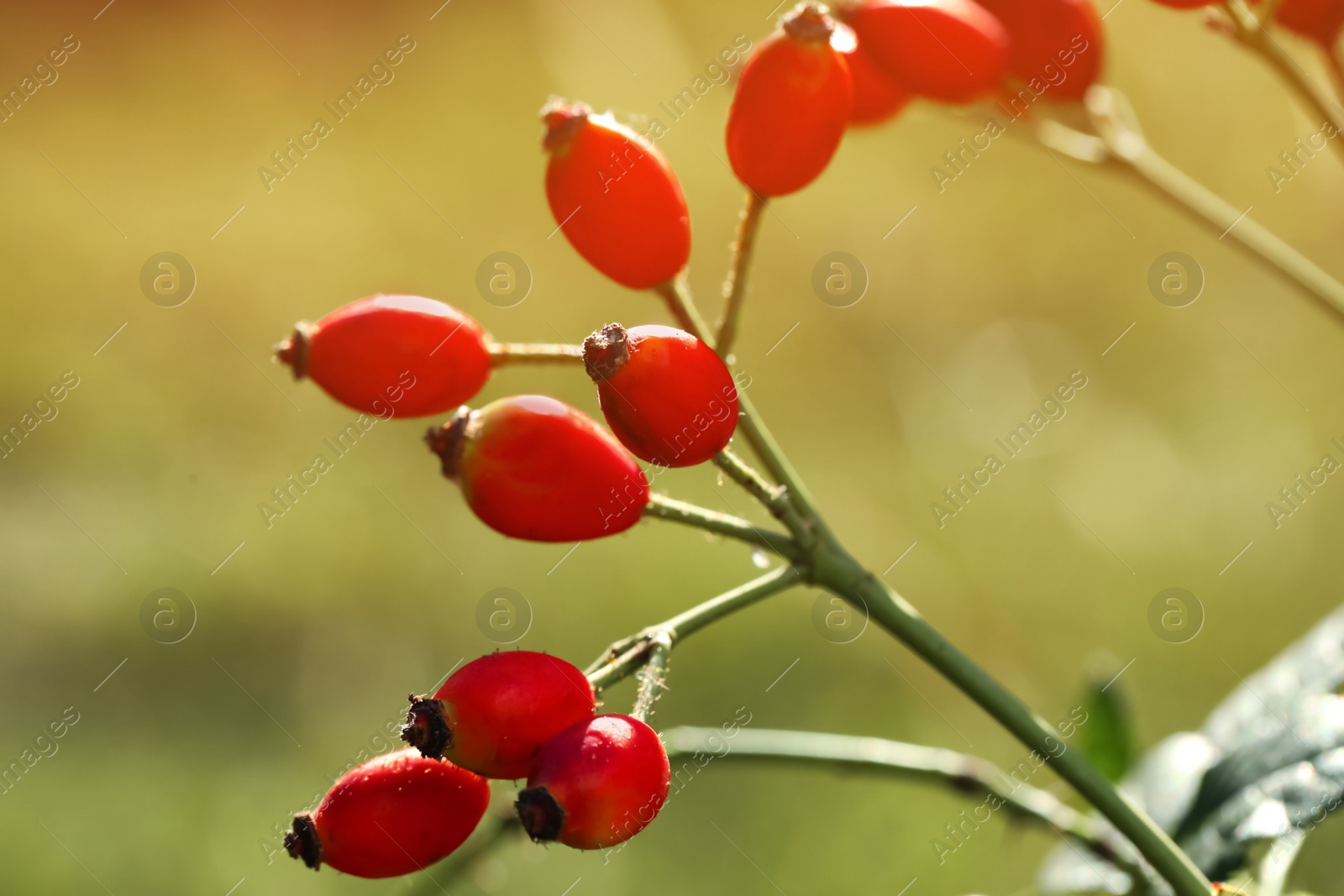 Photo of Rose hip bush with ripe red berries in garden, closeup