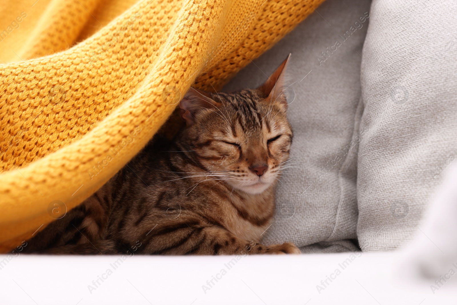 Photo of Cute Bengal cat lying on sofa at home, closeup. Adorable pet