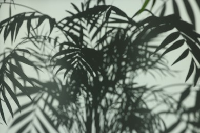 Shadows from plant on white wall indoors