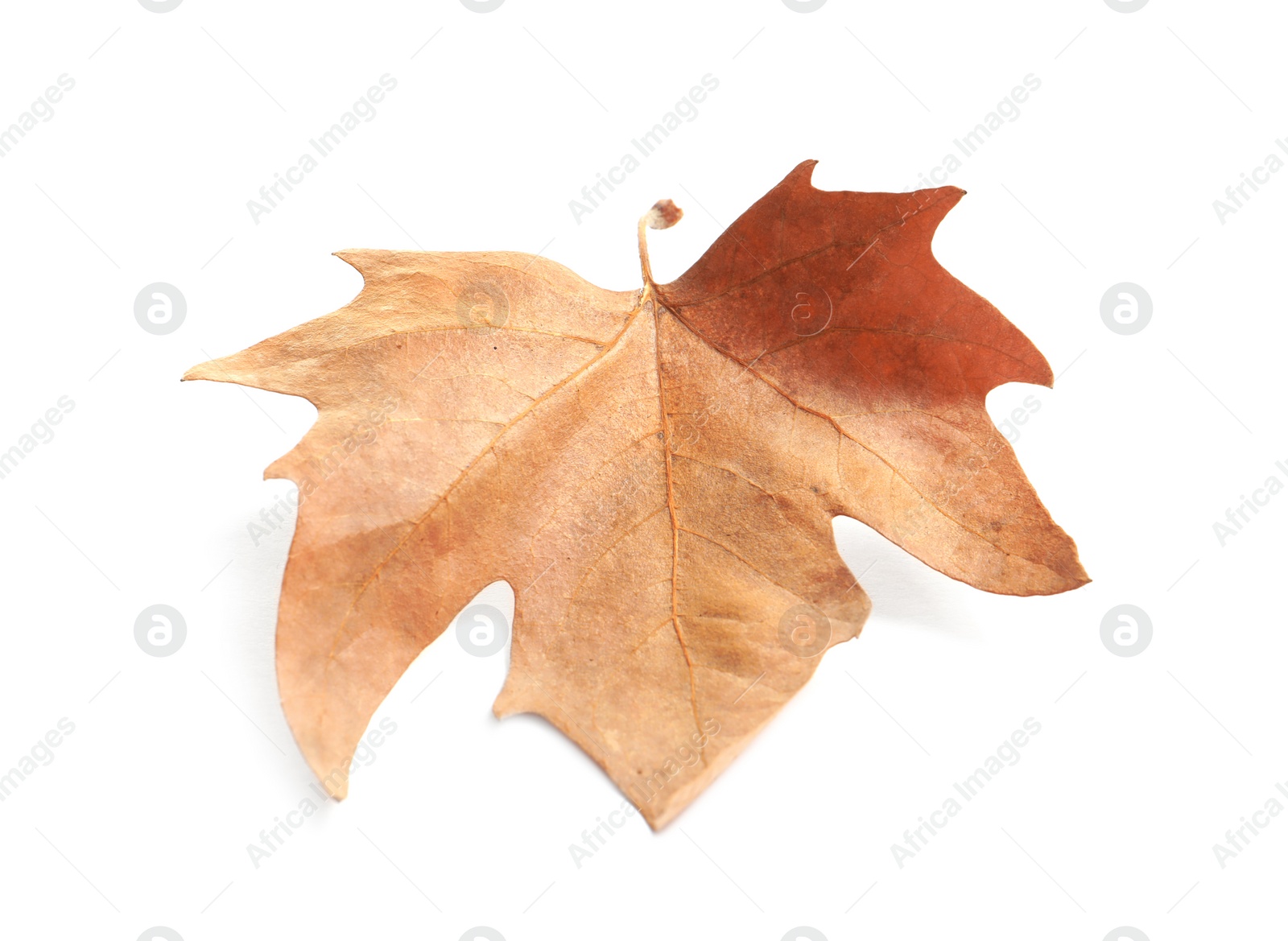 Photo of Beautiful autumn leaf on white background. Fall foliage