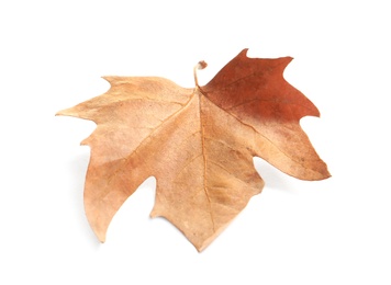 Photo of Beautiful autumn leaf on white background. Fall foliage