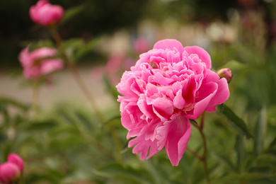 Beautiful blooming pink peony outdoors, closeup. Space for text