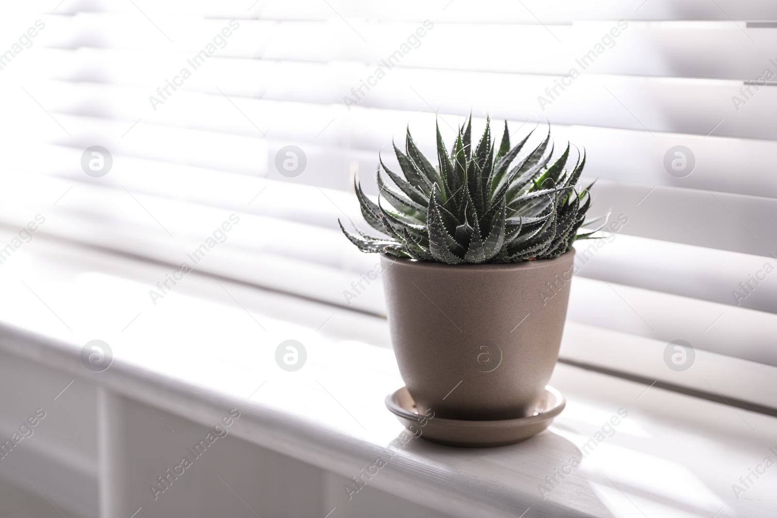 Photo of Beautiful potted plant on window sill at home. Space for text