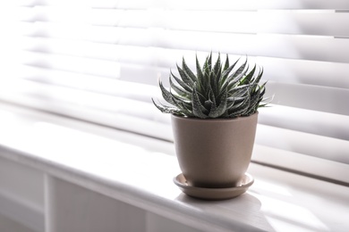 Photo of Beautiful potted plant on window sill at home. Space for text