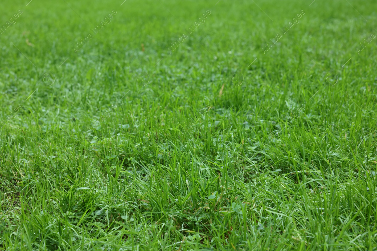 Photo of Fresh green grass growing outdoors in summer