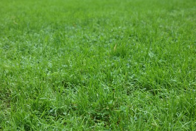 Photo of Fresh green grass growing outdoors in summer