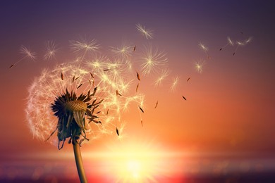 Image of Beautiful fluffy dandelion and flying seeds outdoors at sunset 