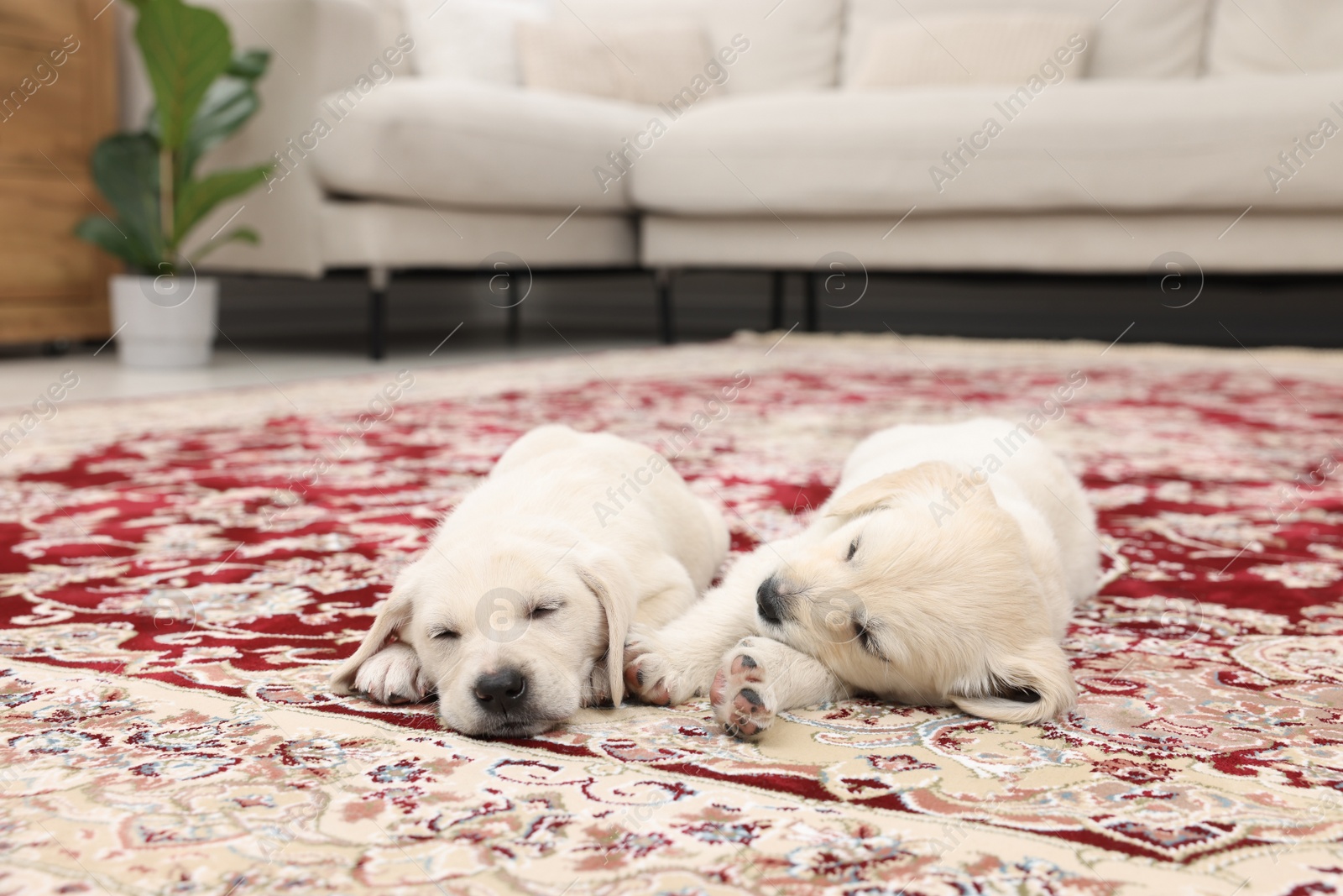 Photo of Cute little puppies sleeping on carpet indoors