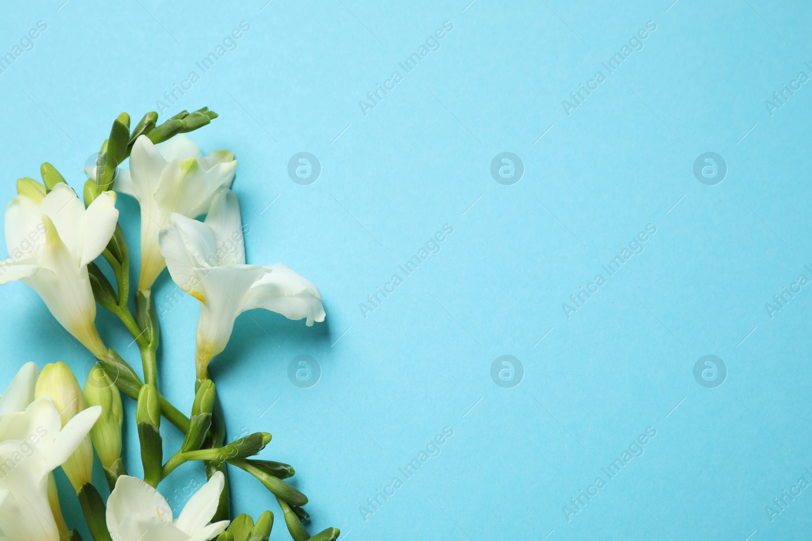 Photo of Beautiful freesia flowers on light blue background, flat lay. Space for text