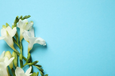 Photo of Beautiful freesia flowers on light blue background, flat lay. Space for text